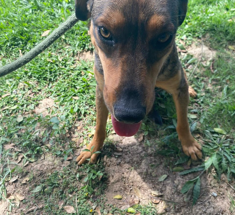 Foto de Áurea, cão disponível para adoção