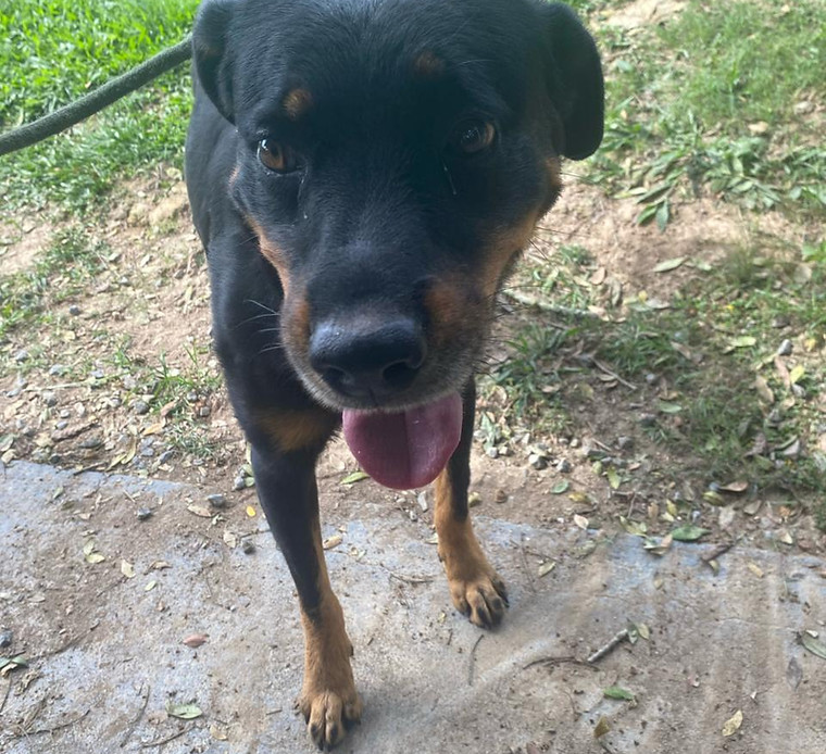 Foto de Brutus, cão disponível para adoção