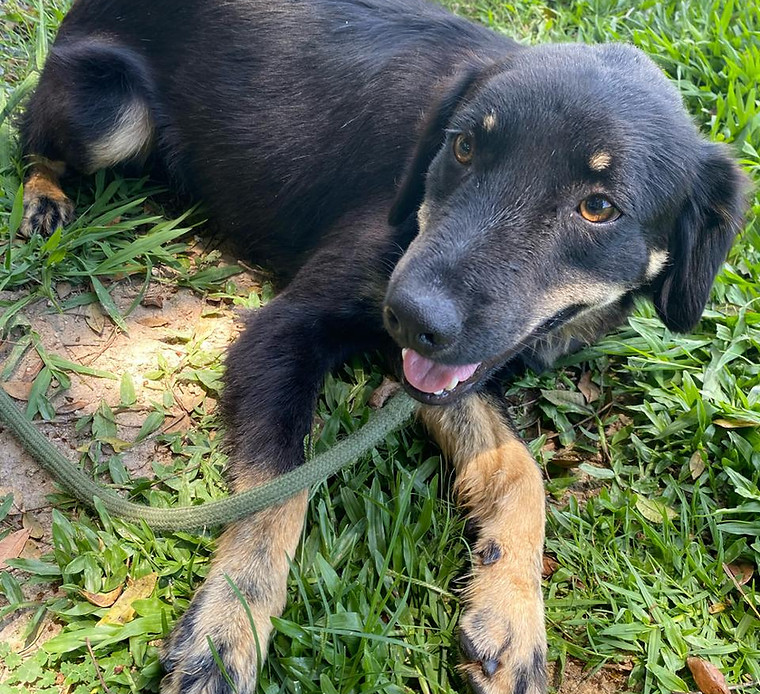 Foto de Cookie, cão disponível para adoção