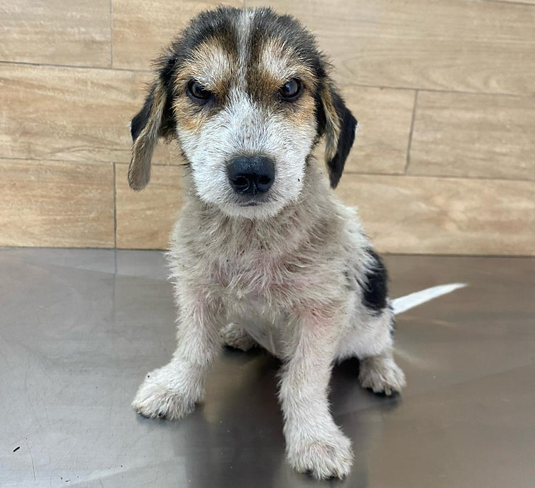 Foto de Estopa, cão disponível para adoção