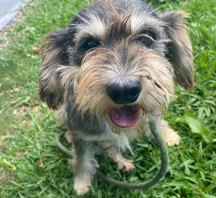 Foto de Estopinha, cão disponível para adoção