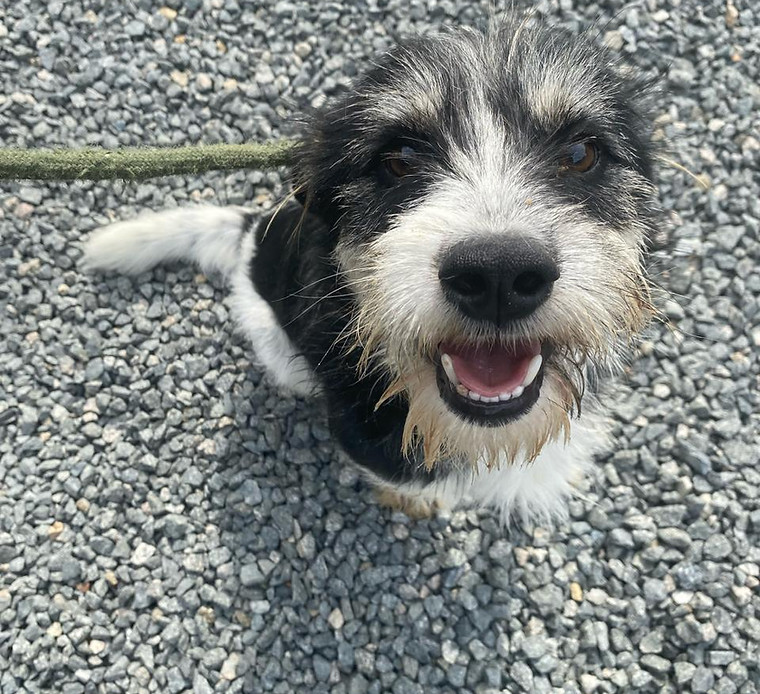 Foto de Fiapinho, cão disponível para adoção