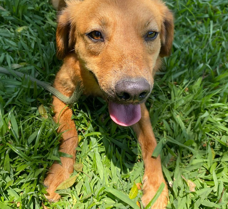 Foto de Flora, cão disponível para adoção