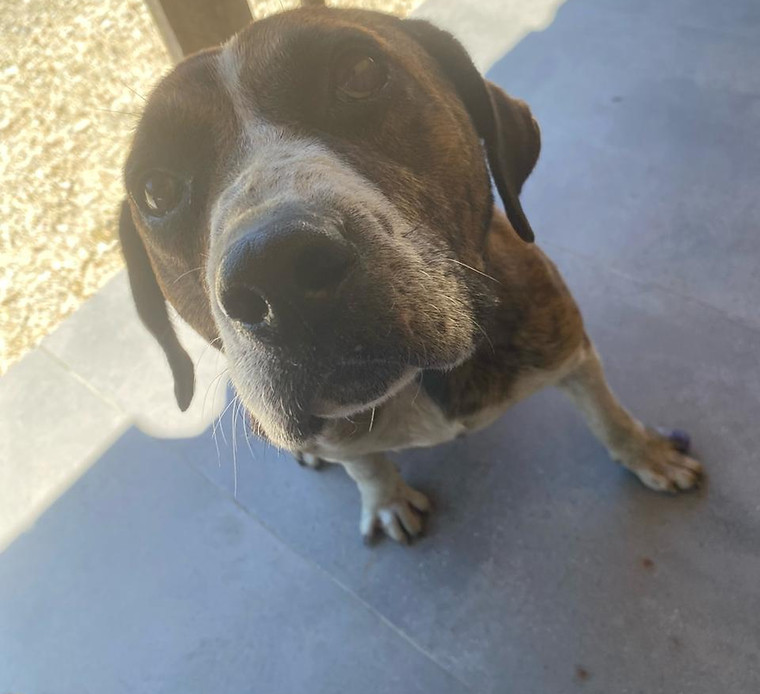 Foto de Gustavinho, cão disponível para adoção