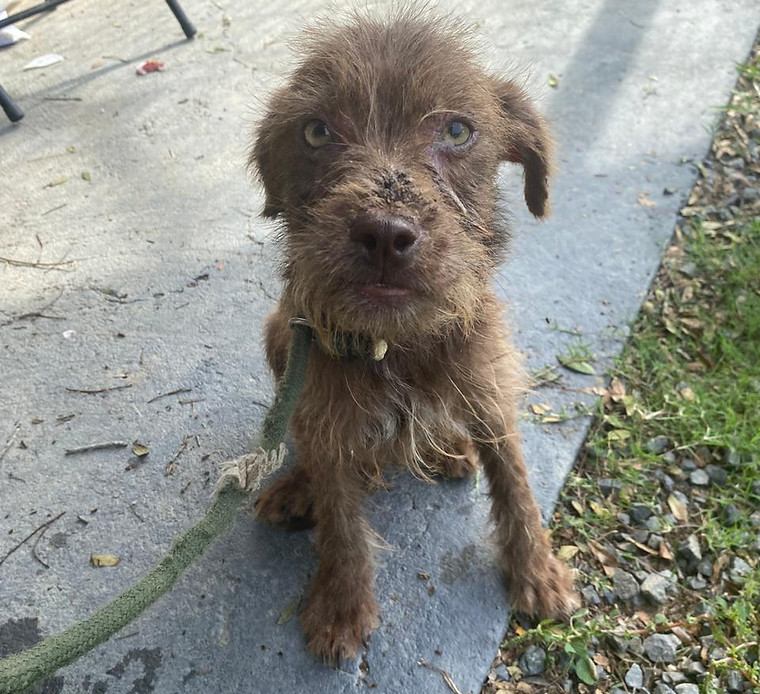 Foto de India, cão disponível para adoção