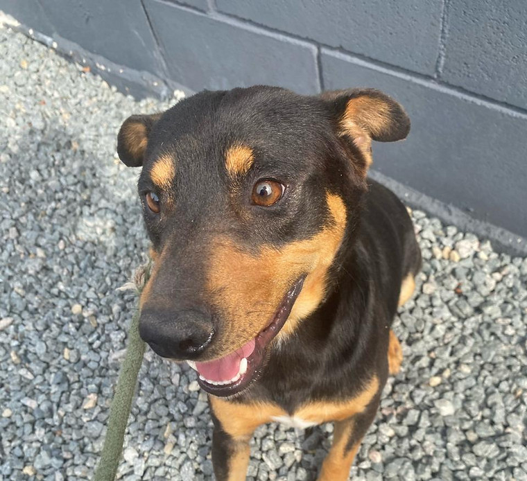 Foto de Jonas, cão disponível para adoção