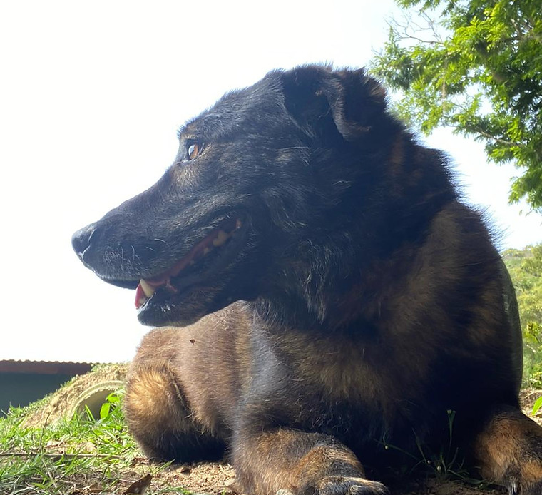 Foto de JP, cão disponível para adoção