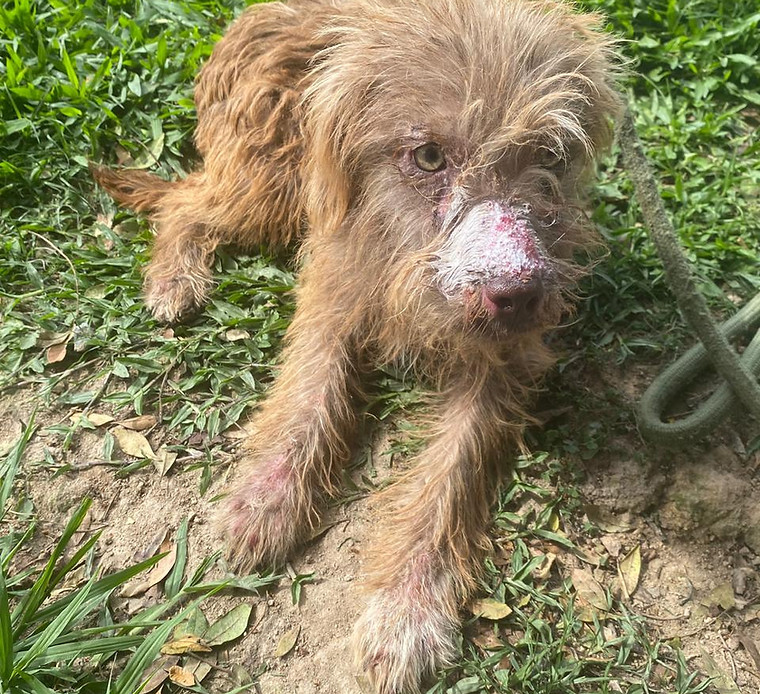 Foto de Luna, cão disponível para adoção