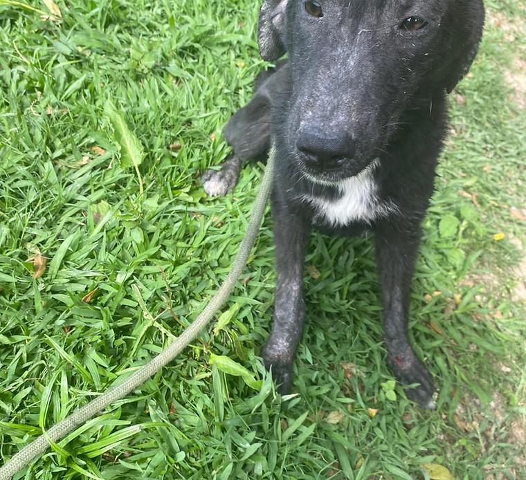 Foto de Marley, cão disponível para adoção
