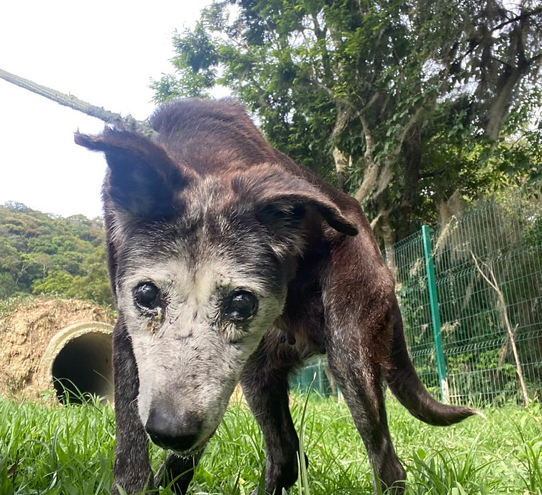 Foto de A Máscara, cão disponível para adoção