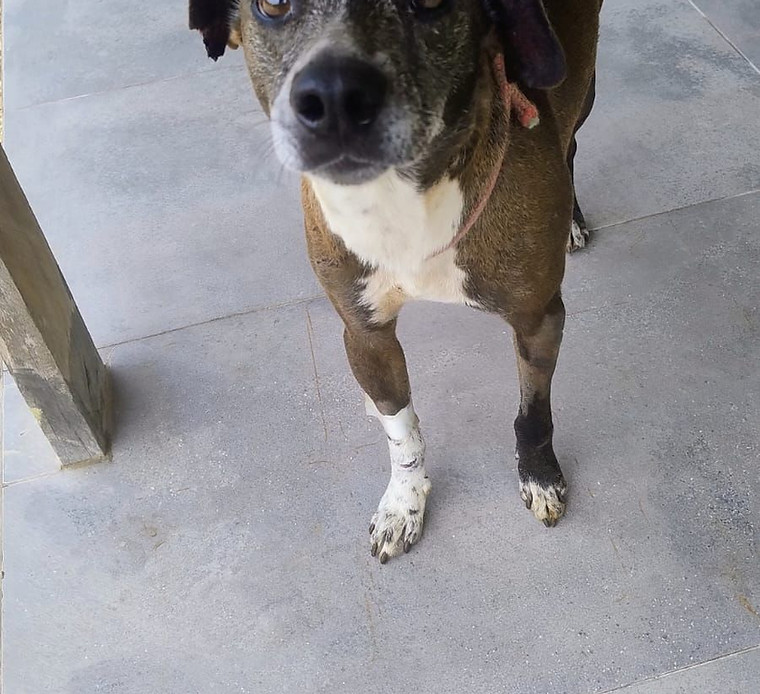 Foto de Mingau, cão disponível para adoção