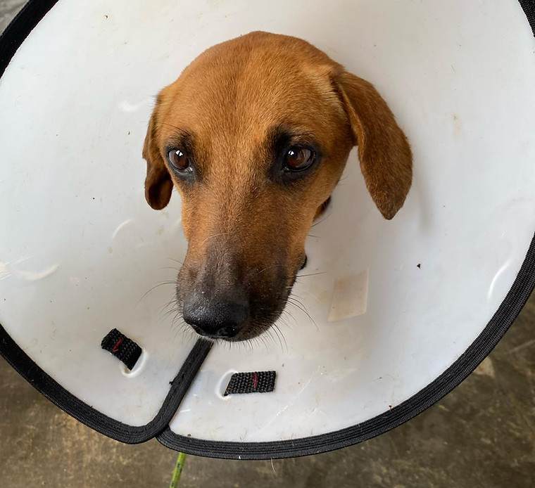 Foto de Mônica, cão disponível para adoção