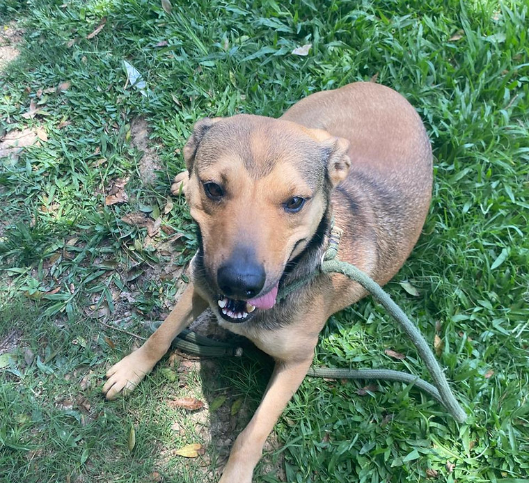 Foto de Montana, cão disponível para adoção