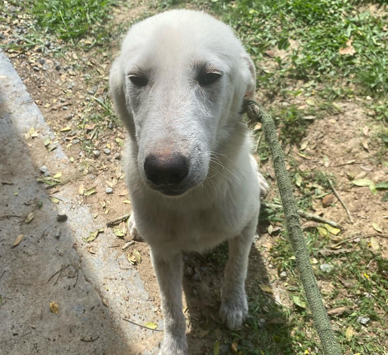 Foto de Nick, cão disponível para adoção
