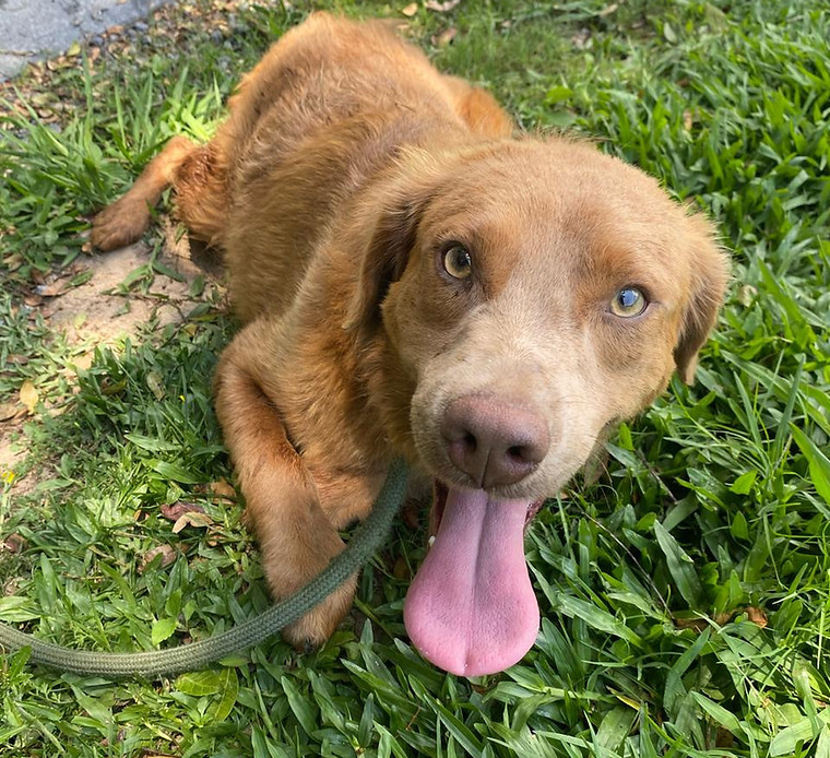 Foto de Odim, cão disponível para adoção