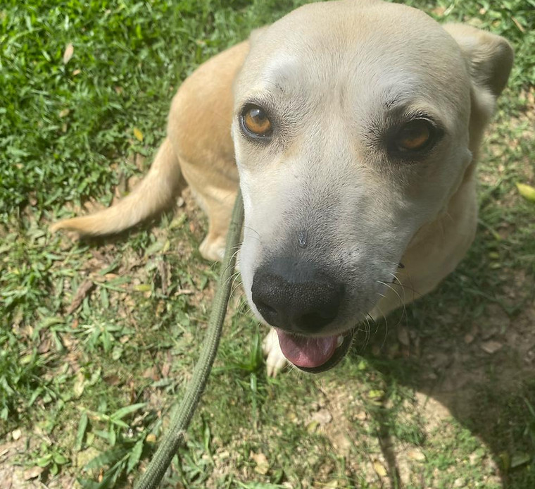 Foto de Pablo, cão disponível para adoção