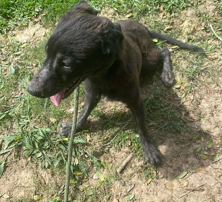 Foto de Pingo, cão disponível para adoção