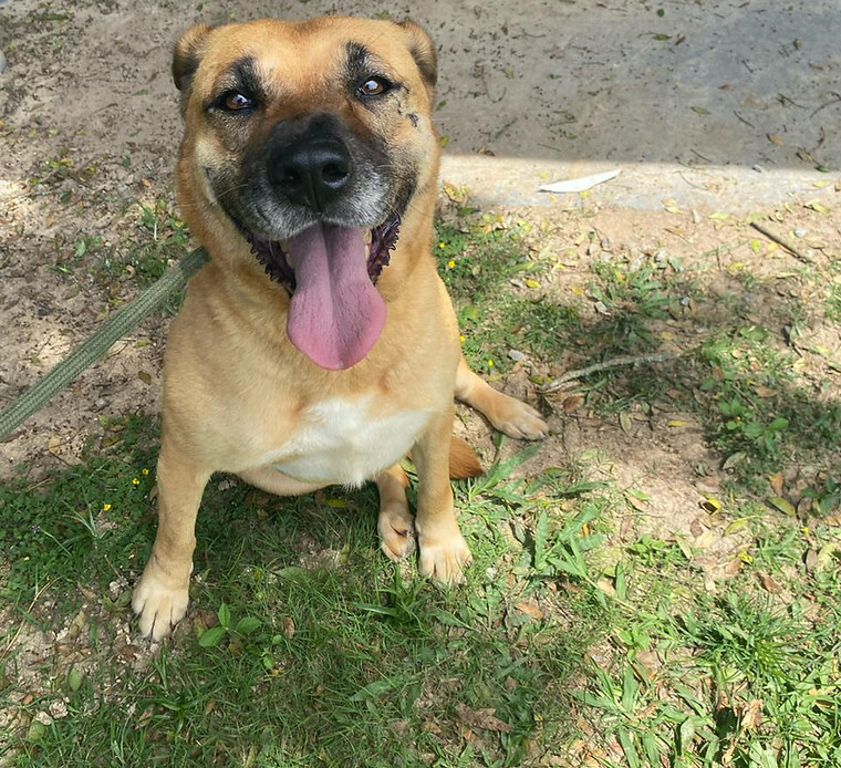 Foto de Pucca, cão disponível para adoção