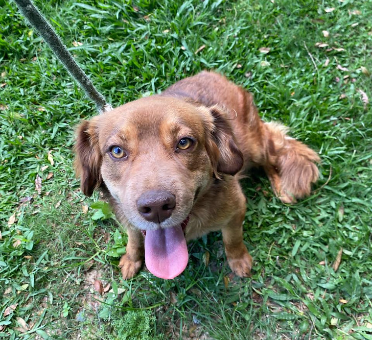 Foto de Tete, cão disponível para adoção