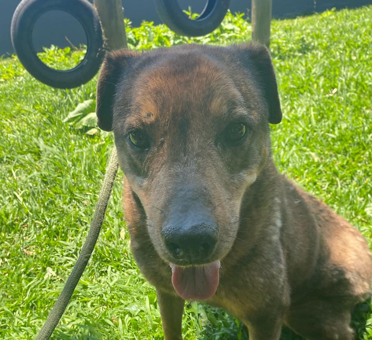 Foto de Tyson, cão disponível para adoção